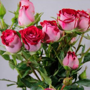 Саджанці троянди Спрей Люксор 93 грн (етикетка) 3 шт