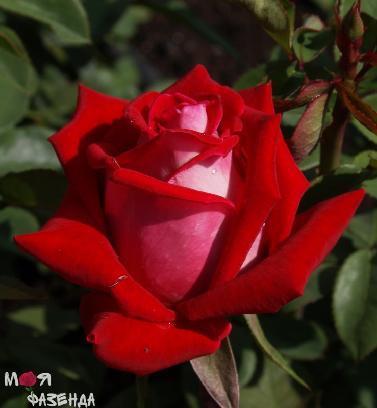 1649696968_5-vsegda-pomnim-com-p-roza-chaino-gibridnaya-lyuksor-foto-5