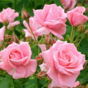 Саджанці рози Нобеліс 93 грн (етикетка) 3шт