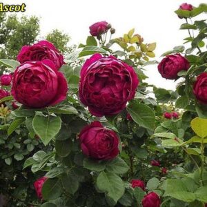 Саджанці рози Аскот 93 грн (етикетка) 3шт