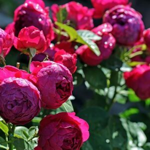 Саджанці рози Аскот 93 грн (етикетка) 3шт