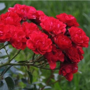 Саджанці рози Ред Фейри 98 грн (коробка) 3шт