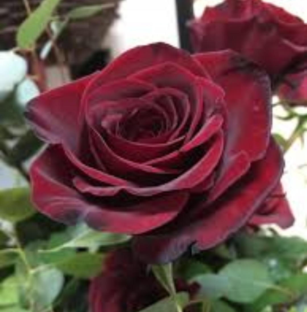IMG_20240130_175959