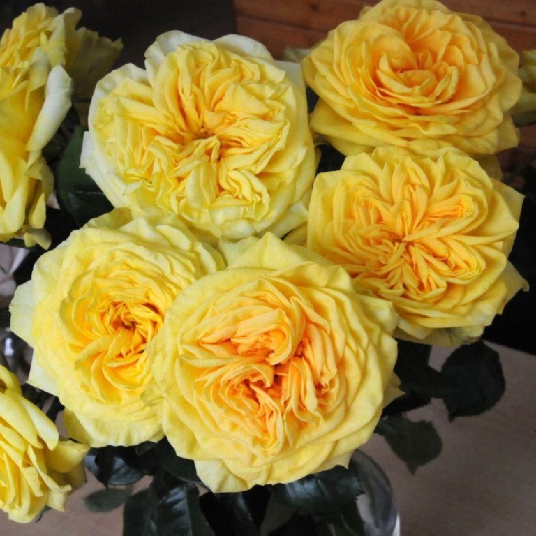 Lemon-Pompon-NOVINKA-FLORIBUNDA-768x768