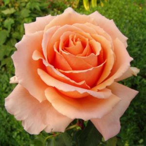 Саджанці рози Примадонна 98 грн (коробка) 3шт