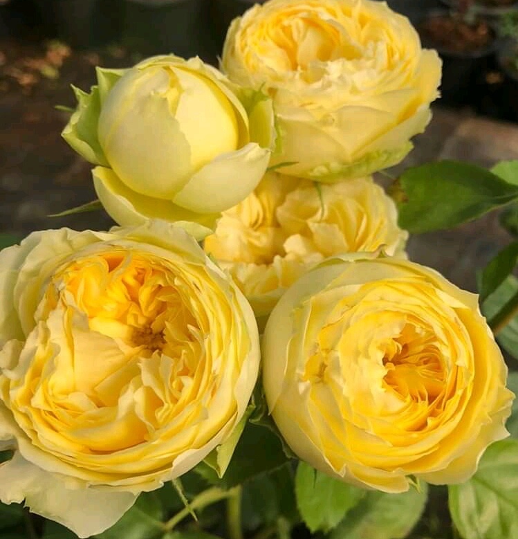 lemon_pompon4 (1)