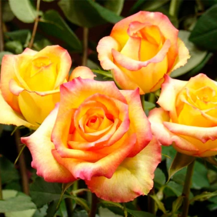 rosa_konfetti-435x435