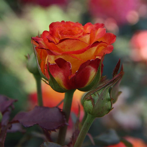 rosa_konfetti_2-500x500