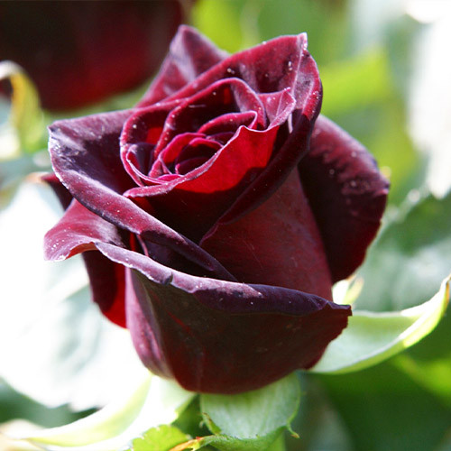rose-baccara-1