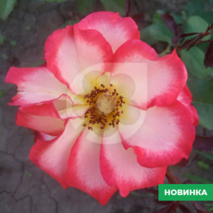 Саджанці троянд Букава 93 грн (етикетка) 3шт