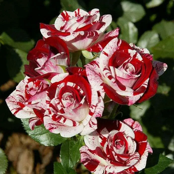 3616386789_sadzhantsi-troyand-flesh