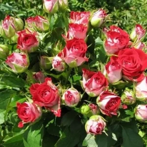 Саджанці троянди Рубі Стар 98 грн (коробка) 3шт