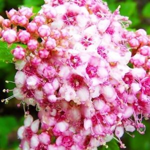 Спірея Рожева білларда 65 грн 3шт