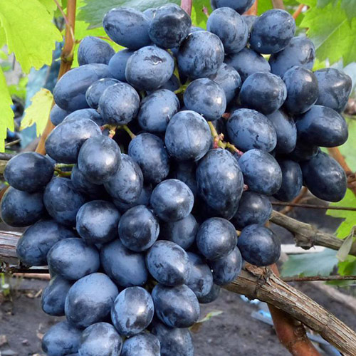 Літній королівський