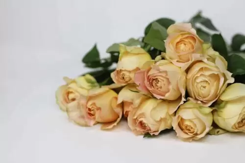 0ae02f5c45fb4c48d3e9fb5c534cd1a9-500x500