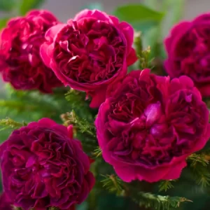 Саджанці рози Шекспір 98 грн (етикетка) 3шт