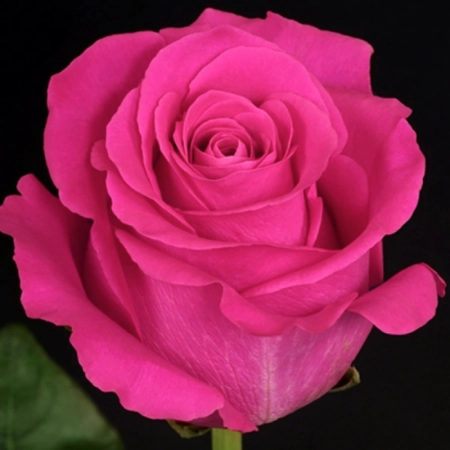 19038-roza-pink-flojd-odnoletnij-zks-0.450x450.png