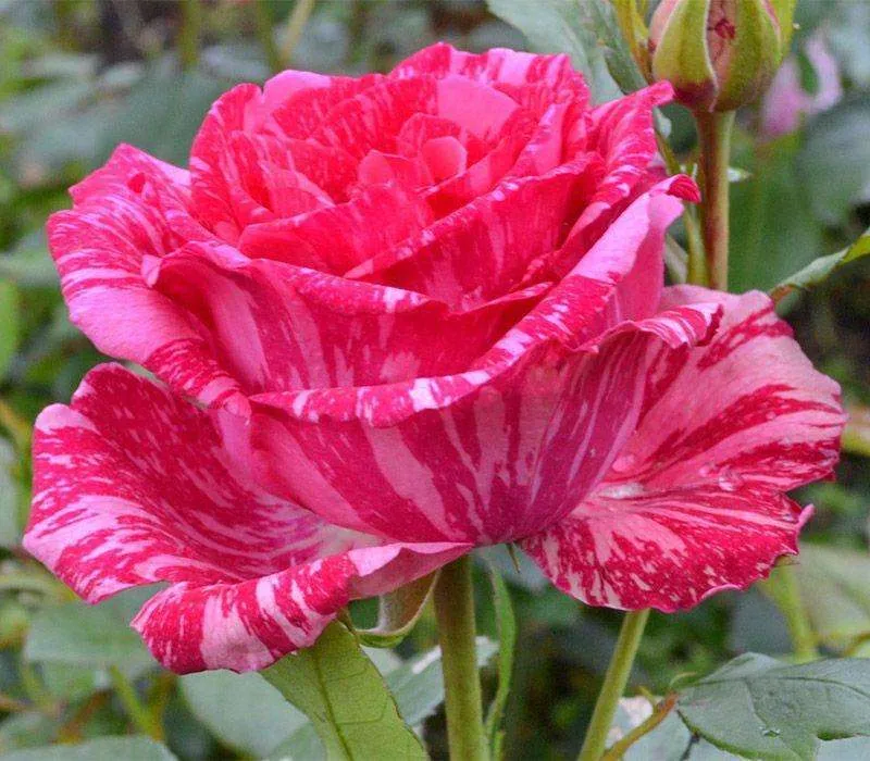 3613379680_sadzhantsi-troyand-pink