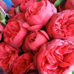 Саджанці троянди Черрі Блоссом 93 грн (етикетка) 3шт
