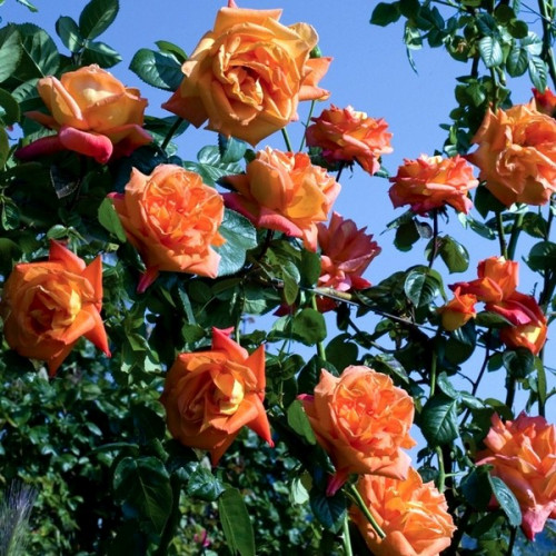 IMG-e35613e91df2f97d79203695fad66d51-V