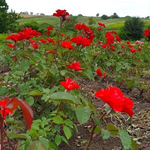 Саджанці рози Мускусна Червона 93 грн (етикетка) 3шт