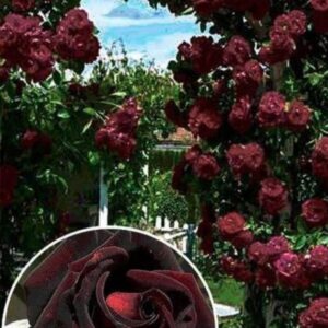 Саджанці рози Чорна Королева 98 грн (етикетка) 3шт