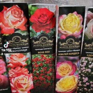 Саджанці рози Сяюча Наречена 93 грн (етикетка) 3 шт