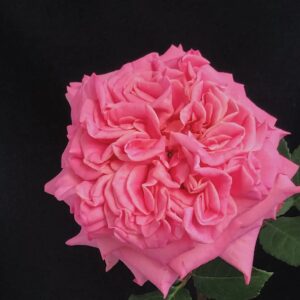 Саджанці рози Ешлі 98 грн (коробка) 3 шт