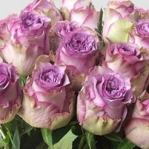Саджанці рози Дольчетто 98 грн (етикетка) 3 шт