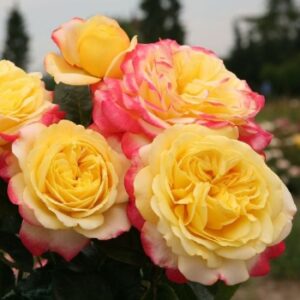 Саджанці рози Ювілей Кордеса 93 грн (етикетка) 3шт