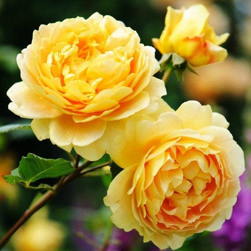 golden_celebration_1_5