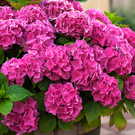 hortensja-ogrodowa-pink-wonder (1)