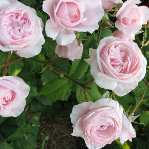 queen_of_sweeden2-500x500