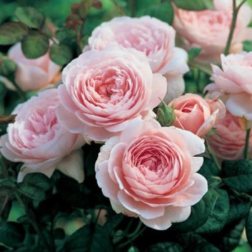 queen_of_sweeden3-500x500