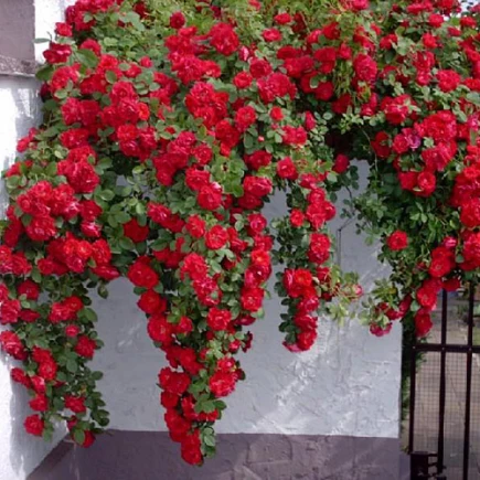 rosa_flamentanz-435x435-1
