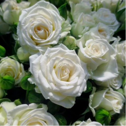 rosa_white_lady-435x435