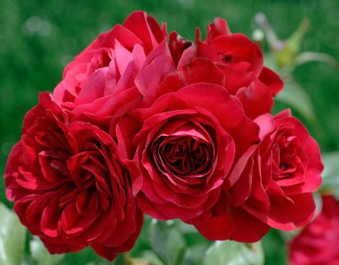 rose1