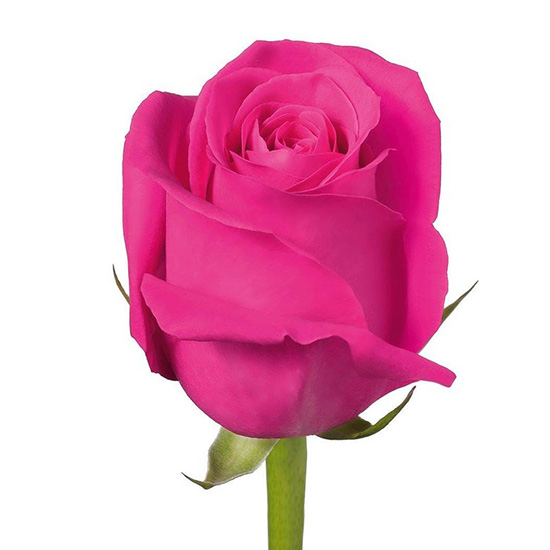 rose_pink_floyd