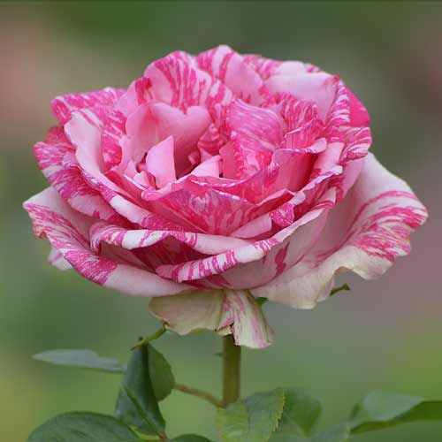roza-chayno-gibridnaya-pink-intuishn_1