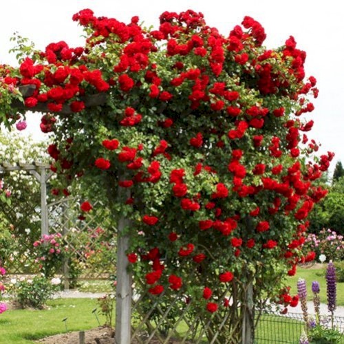 roza_pletistaya_simpati_sympathie-74280864331457