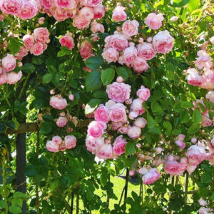 Саджанці рози Плетиста Pink 98 грн (коробка) 3шт