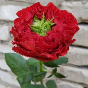 Саджанці троянди Ред Айс 98 грн (коробка) 3шт