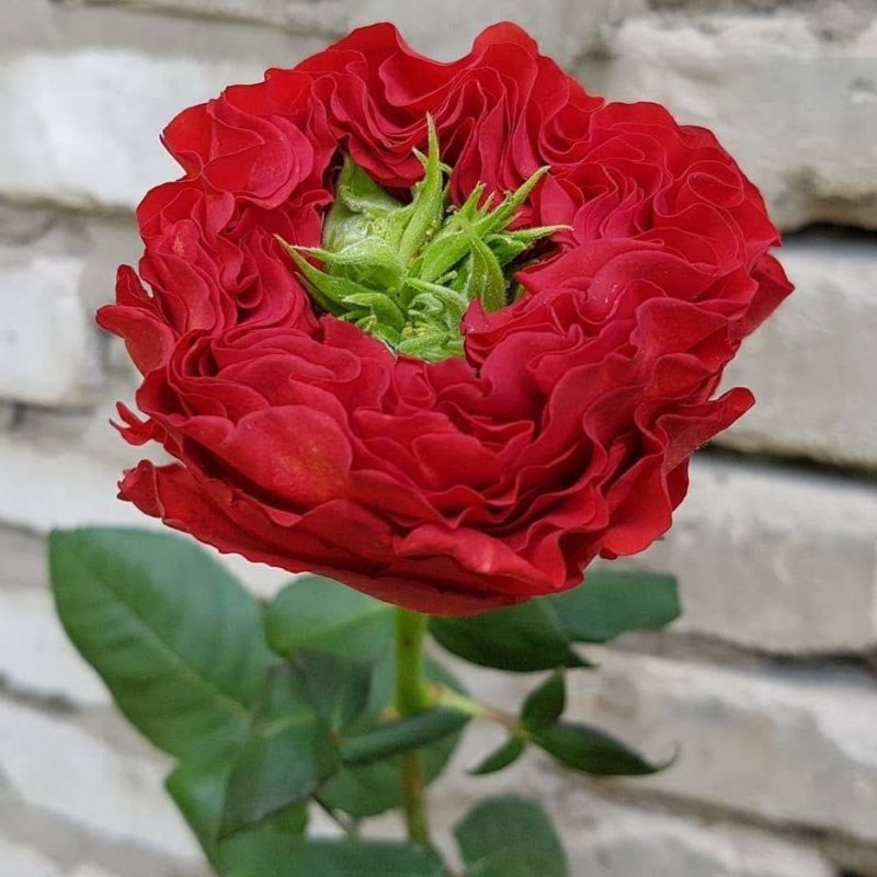 1650242772_4-vsegda-pomnim-com-p-roza-red-ais-foto-4