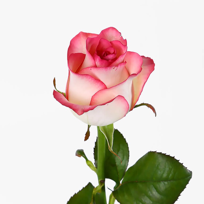 IMG-1de00c4f7ef6382ead2c0c9f61991759-V