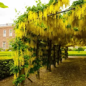 Бобовнік Золотий дощ (саджанець) 65 грн 3шт