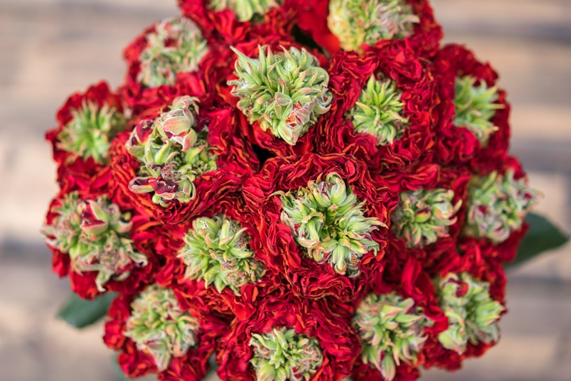 redIce_01