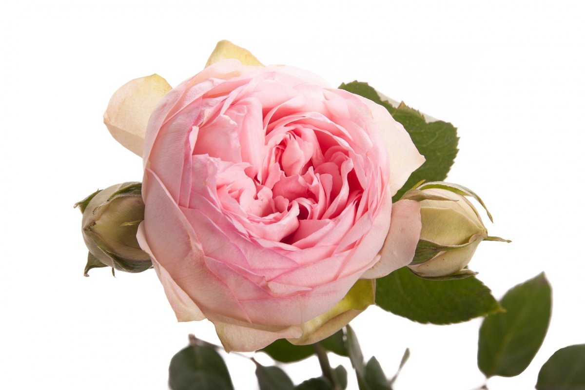 1630842051_12-oir-mobi-p-roza-bridal-piano-tsveti-krasivo-foto-15