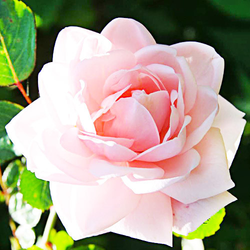 rose-new-dawn-1_1