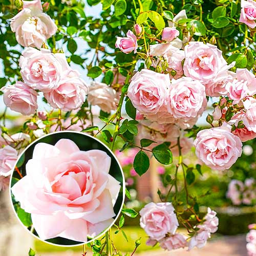 rose-new-dawn_1 (2)