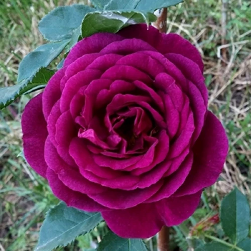 roza-niu-eidzh-new-age_3-500x500-1